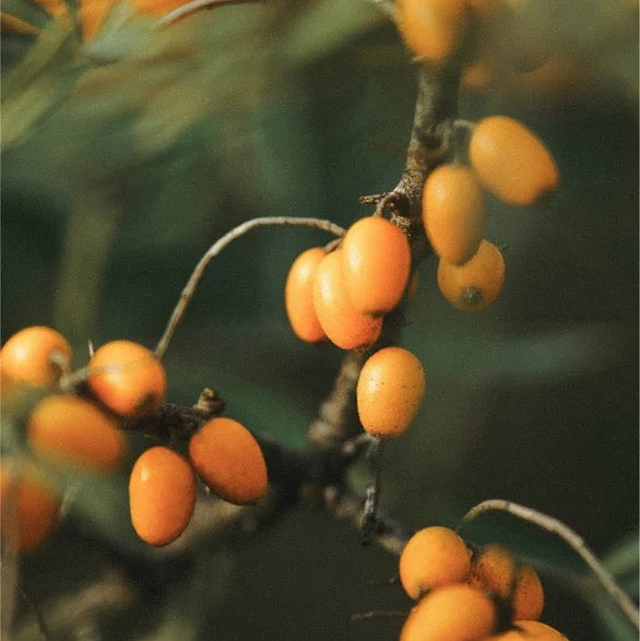 Stap 4: retinol Alternatief dag/nachtcrème