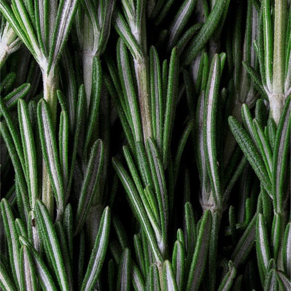 Rosemary haar- en hoofdhuidverzorging - versterkte haargroei 